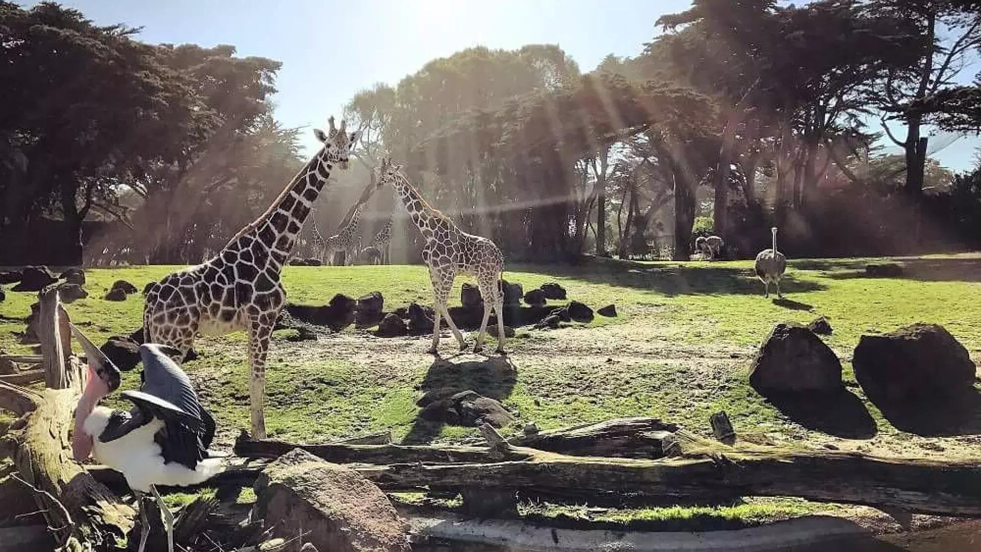 Animals roam the San Francisco Zoo & Gardens.