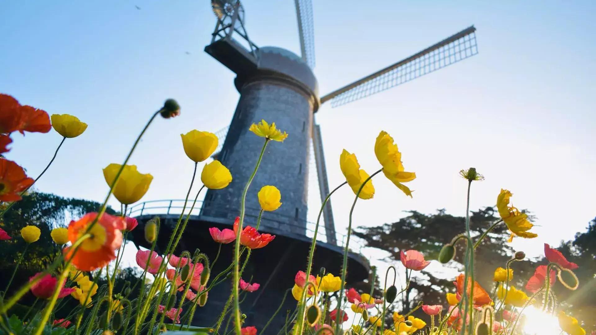 I tulipani fioriscono sotto uno dei famosi mulini a vento del Golden Gate Park.
