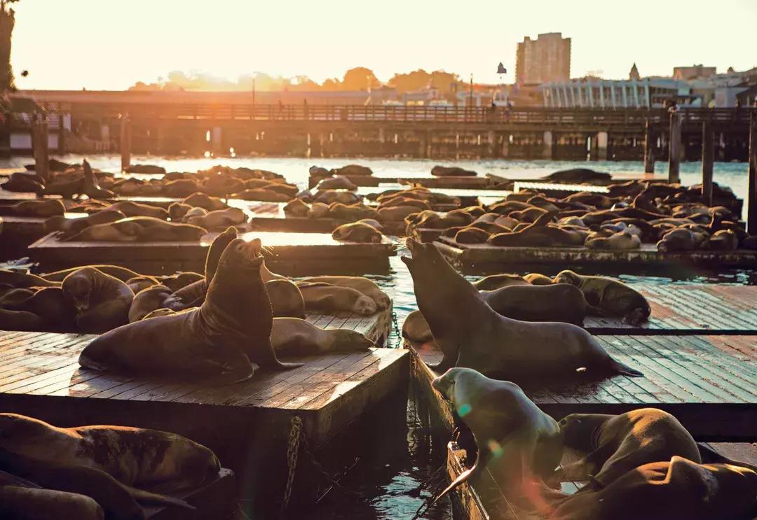 日落时分，海狮在39号码头的K码头休息
