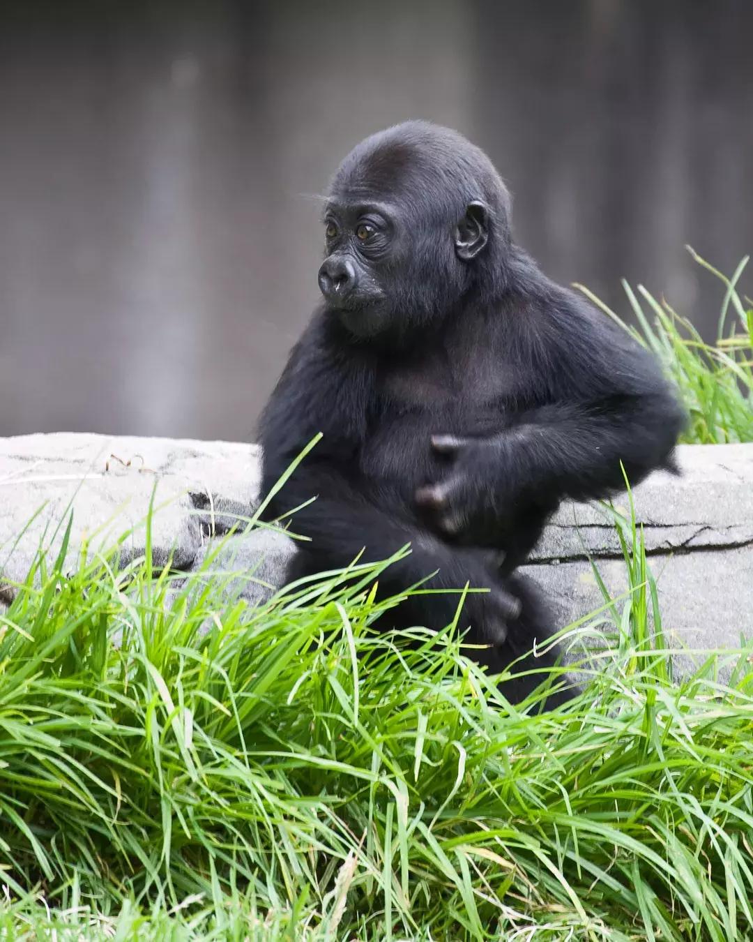 A baby gorilla at the San Francisco Zoo.