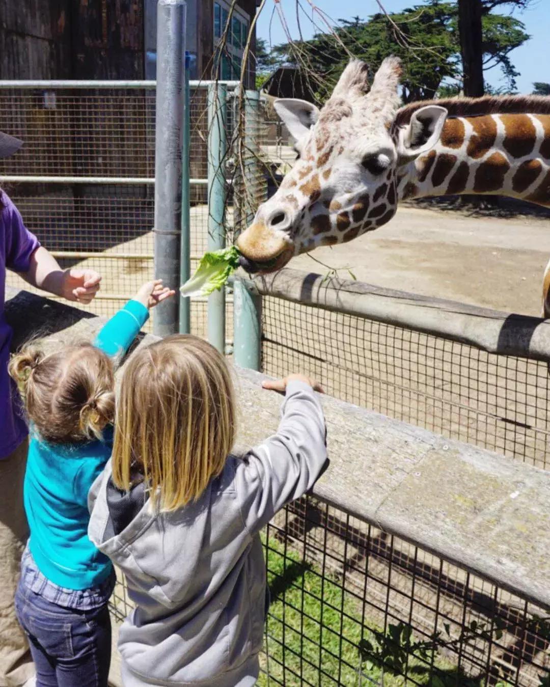 孩子们在贝博体彩app动物园喂长颈鹿.