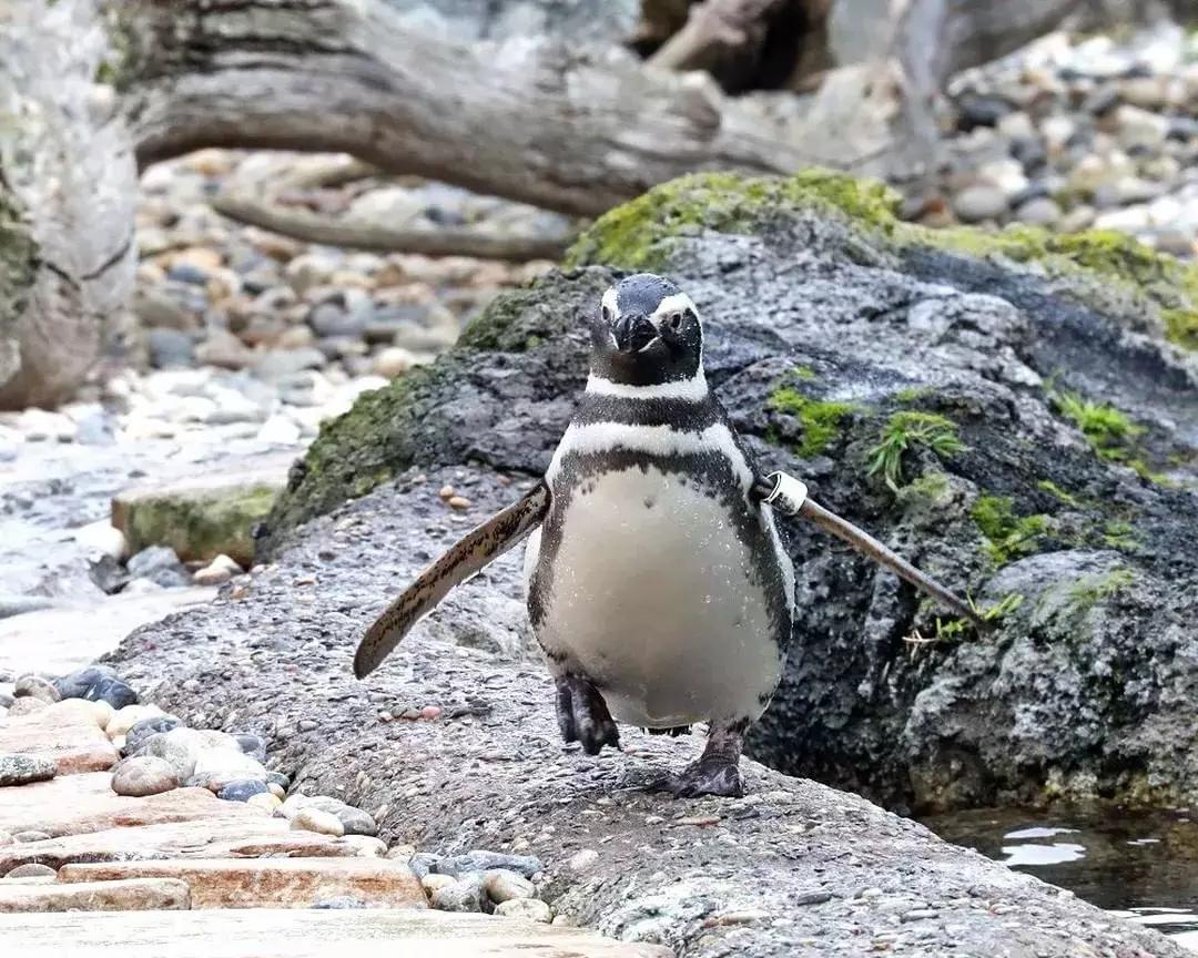 贝博体彩app动物园里的一只企鹅.