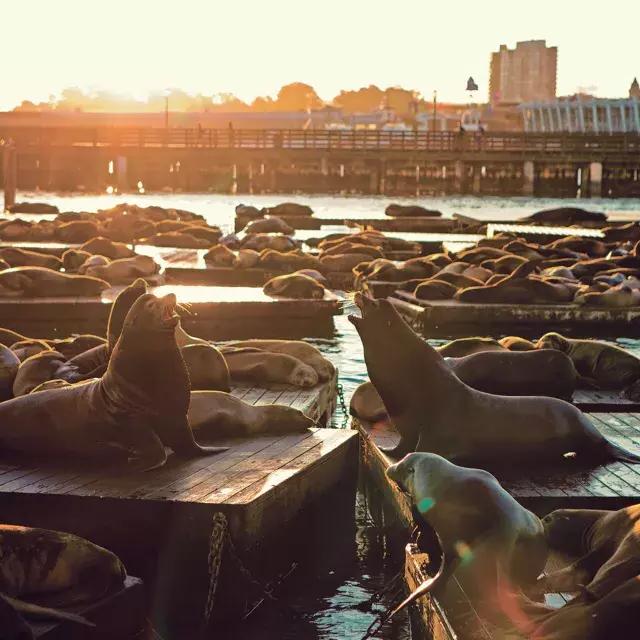 Leones marinos descansan en el muelle K del PIER 39 al atardecer