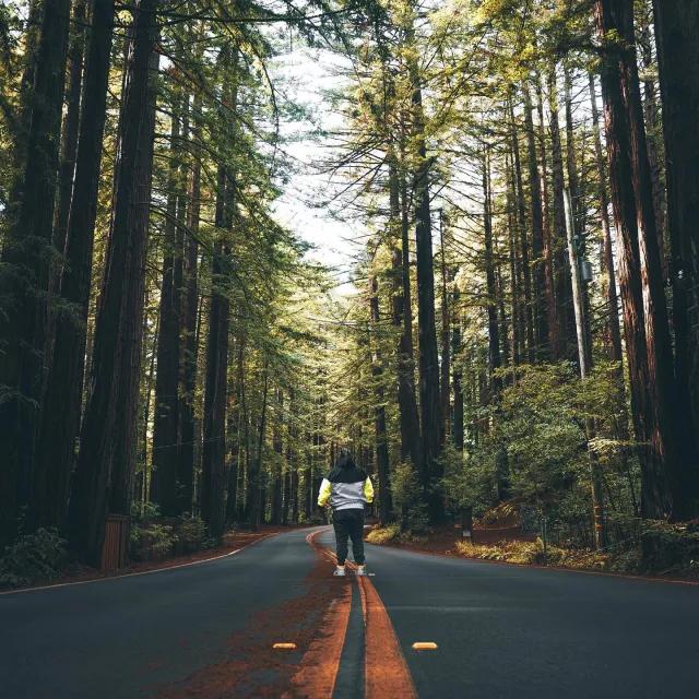 Man stands with back to camera on road that leads through tall redwood trees. 