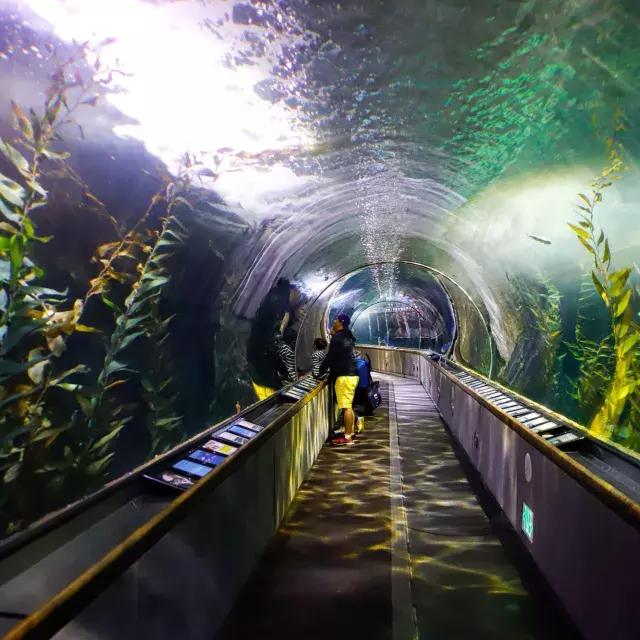 一家人在海湾水族馆的隧道里观赏海洋生物